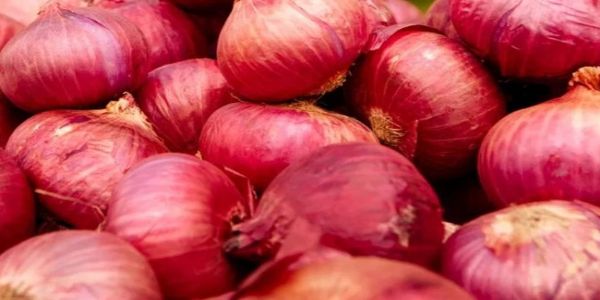 प्याज के लोगो का प्रतीकात्मक चित्र प्याज के लोगो का प्रतीकात्मक चित्र