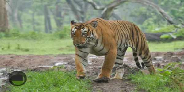 नामेरी टाइगर रिजर्व को सीएटीएस अप्रूव्ड का दर्जा, असम के सभी चार टाइगर रिजर्व अब प्रमाणित