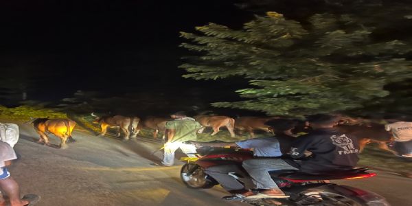 ग्रामीणों ने पकड़ा तस्करी के लिए ले जाए जा रहे 10 गाैवंश
