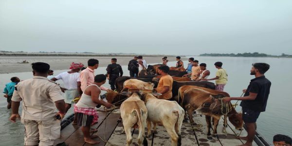 असम में 30 गो-धन बरामद, दो कथित तस्कर गिरफ्तार
