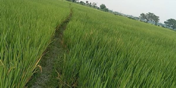 बारिश से धान की फसल को राहत, सब्जी उत्पादकों की बढ़ी चिंता