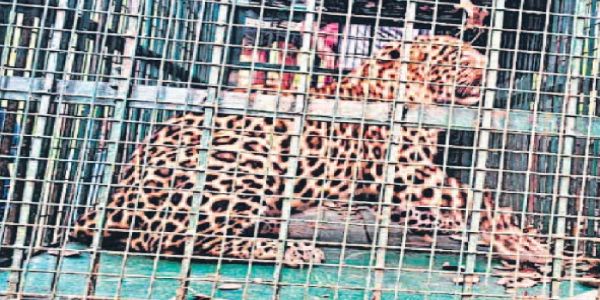 मुरादाबाद जनपद के ठाकुरद्वारा के ग्राम बलिया मिलक में तेंदुआ पिंजरे में कैद