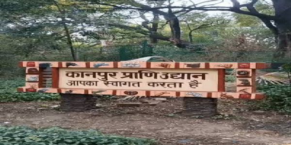 कानपुर चिड़ियाघर में बाइसन की मौत, संघर्ष में पेट में घुसा साथी का सींग
