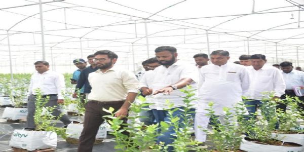 मंदसौर : भानपुरा में पान उत्पादकों की आय बढ़ाने की तैयारी, पान कैंडी जैसे उत्पादों को मिलेगा बाजार