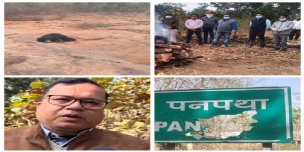 बांधवगढ़ टाइगर रिज़र्व क्षेत्र में फिर एक नर भालू की संदिग्ध परिस्थितियों में मौत