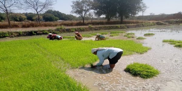 धान के साथ वैकल्पिक फसलों की ओर बढ़ते धमतरी के किसान, रागी की खेती बनी नई पहचान