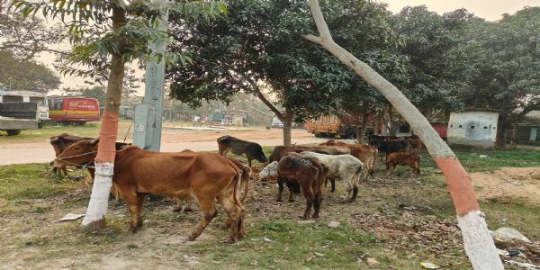 अवैध पशु तस्करी के विरूद्ध विशेष अभियान में 57 मवेशी बरामद, 11 तस्कर गिरफ्तार