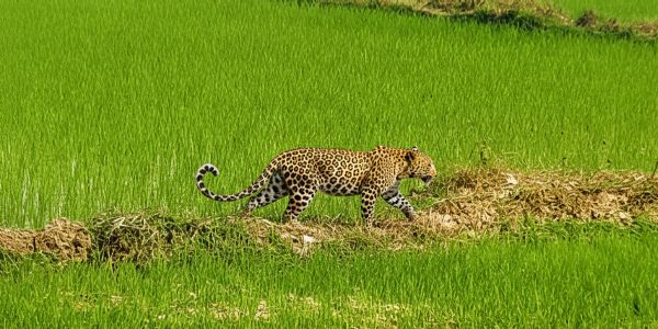 मां से बिछड़कर खेत में पहुंचा चार माह का तेंदुए का शावक, वन विभाग ने किया सुरक्षित रेस्क्यू