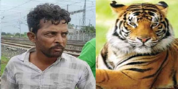 मप्रः अंतjरराष्ट्रीय बाघ शिकारी कल्ला बावरिया समेत तीन तस्करों को चार-चार वर्ष की सजा