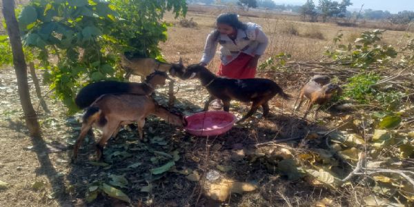 एमसीबी : बिहान योजना ने रची सफलता की नई कहानी, फुलेश्वरी बनीं गांव की आत्मनिर्भर महिला शक्ति