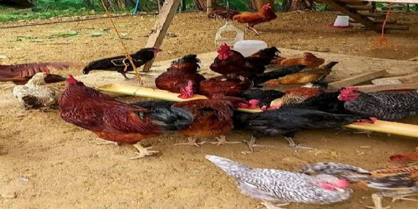 मुर्गी पालन बना आदिवासी महिलाओं के स्वावलंबन का आधार