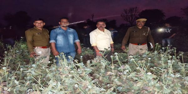 अफीम की अवैध बुवाई पर पुलिस की स्ट्राईक, 3600 से ज्यादा पौधे पकड़े