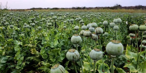 सरसों के खेतों के बीच मिली अफीम की खेती: 2 करोड़ के 6067 किलो पौधे जब्त