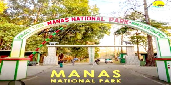 असम : मानस राष्ट्रीय उद्यान में जंगली भैंसे के हमले में तीन वनकर्मी घायल, एक गंभीर