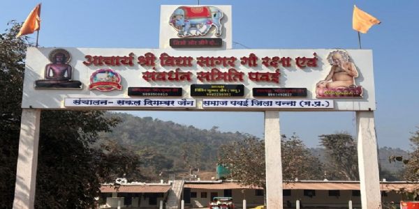 मप्र के दक्षिण पन्ना वनमंडल में गिद्ध संरक्षण के लिए बन रहीं वल्चर फ्रेंडली गौशालाएं