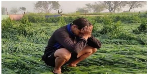 खरीफ मुआवजा नहीं मिलने से फसल बीमा में घटी किसानों की रुचि