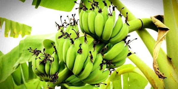 मप्रः बड़वानी में केला उत्पादन तकनीक और निर्यात पर कार्यशाला सह कृषि संवाद मंगलवार को