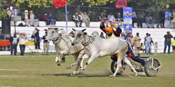 पंजाब के किला रायपुर में आयाेजित खेलाें में बैल दाैड़