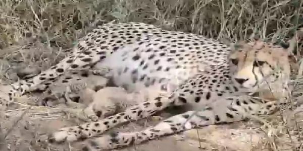 कूनो में बढ़ा चीतों का कुनबा, मादा चीता गामिनी ने फिर तीन शावकों को दिया जन्म