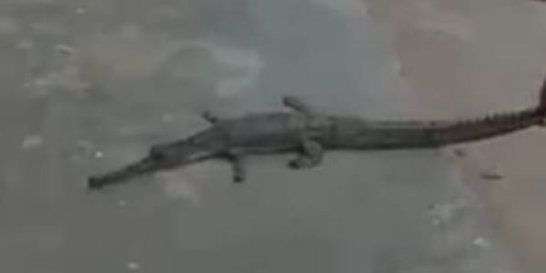 गंगा घाट पर दिखा मगरमच्छ