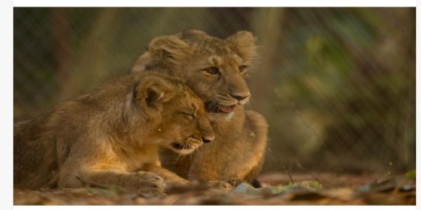 राजगीर जू सफारी और पटना जू के बीच शेरों का किया गया आदान-प्रदान