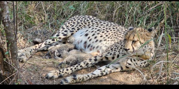 चीता शावक