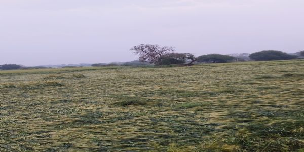उज्‍जैन: बारिश और तेज हवाओं से गेहूं की फसल बर्बाद, कई गांवों में नुकसान का अनुमान
