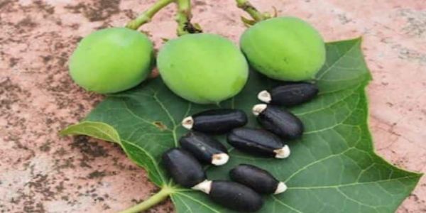 काजू-चिरौंजी समझकर खा गए रतनजोत के बीज, 30 बच्चों की तबीयत बिगड़ी