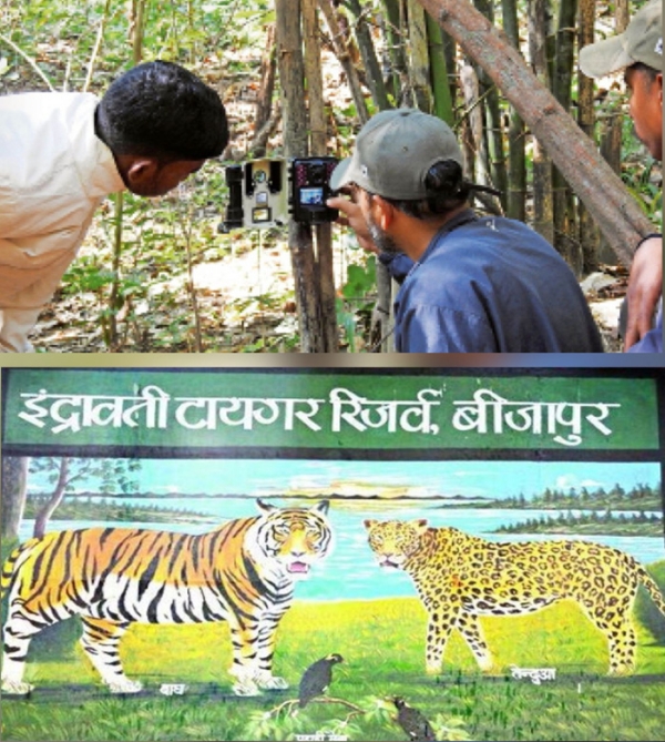 नक्सली सिमटे तो इंद्रावती टाइगर रिजर्व में बाघों की गणना का काम हुआ तेज
