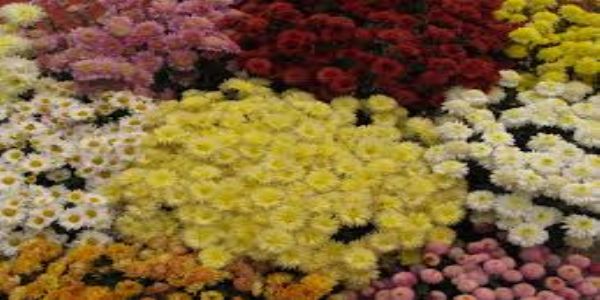 दो दिवसीय मण्डलीय शाकभाजी, फल एवं पुष्प प्रदर्शनी में गुलाब के कटे फूल कर रहें आकर्षित