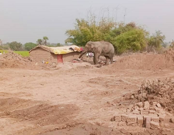 जंगली हाथी