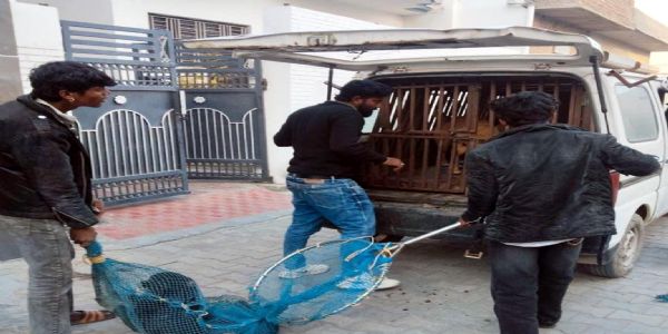 फतेहाबाद : रतिया में बेसहारा कुत्तों का आतंक कम करने की कवायद, 65 कुत्ते भेजे गए शेल्टर होम