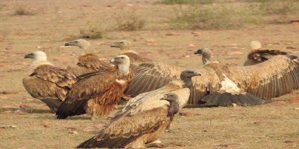 मंदसौरः गाँधीसागर वन्यप्राणी अभयारण्य में गिद्धों की हुई वृद्धि, 1013 गिद्धों के साथ बना सुरक्षित ठिकाना