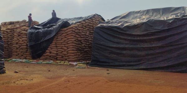 बेमौसम बारिश:संग्रहित धान पर मंडराने लगा खतरा