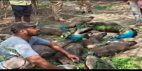 गाजियाबाद में मोरों का सामूहिक संहार, जांच में जुटी पुलिस और वन विभाग