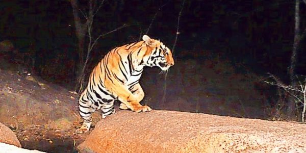 मप्रः वन विभाग की वेबसाइट पर उपलब्ध रहेंगे बाघ मृत्यु संबंधी अपडेट