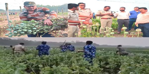 केलेघाई नदी किनारे पुलिस ने पोस्ता की फसल जब्त की