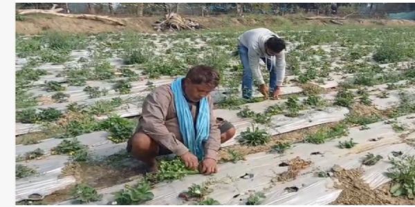 नालंदा में स्ट्रॉबेरी खेती से मजबूत हुई ग्रामीण अर्थव्यवस्था