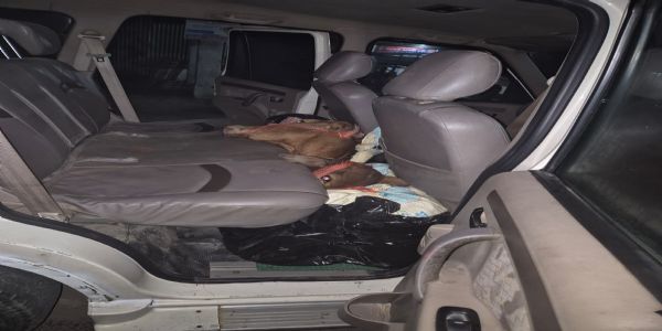 स्कॉर्पियो से मवेशी बरामद, तीन गिरफ्तार