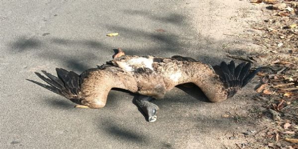 अनूपपुर: किरर बड़हर मार्ग में मृत मिला सफेद पीठ वाला गिद्ध,वनविभाग ने सुरक्षित रखा