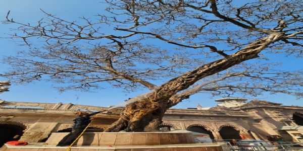 श्री काशी विश्वनाथ धाम परिसर के प्राचीन पीपल वृक्ष के संरक्षण के लिए विशेष पहल