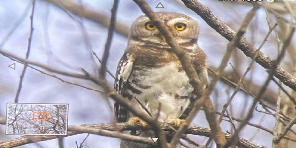 कूनो राष्ट्रीय उद्यान में दिखा दुर्लभ प्रजाति का फॉरेस्ट आउलेट कूनो राष्ट्रीय उद्यान में दिखा दुर्लभ प्रजाति का फॉरेस्ट आउलेट