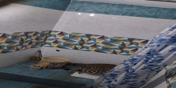 मुरादाबाद : घर के बाथरूम में घुसा तेंदुआ