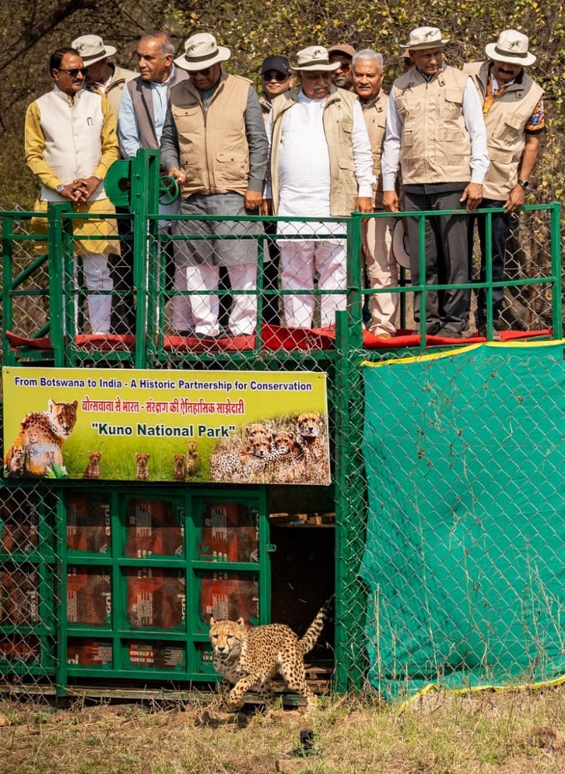 बोत्सवाना से लाए गए चीतों को कूनो के बाड़े में रिलीज करते हुए केन्द्रीय मंत्री भूपेन्द्र यादव
