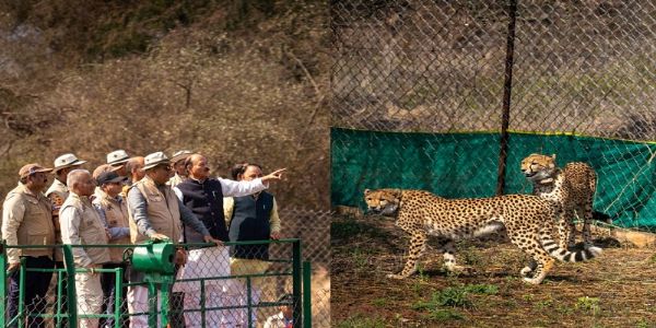 कूनो में चीतों की पुनर्बसाहट जैव विविधता संरक्षण की दिशा में बड़ा कदम : भूपेन्द्र यादव