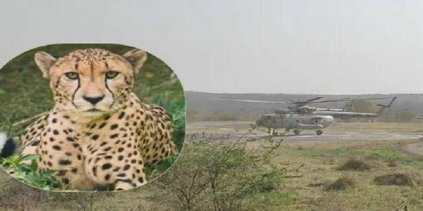 हवाई यात्रा कर कूनो पहुंचे 9 चीते