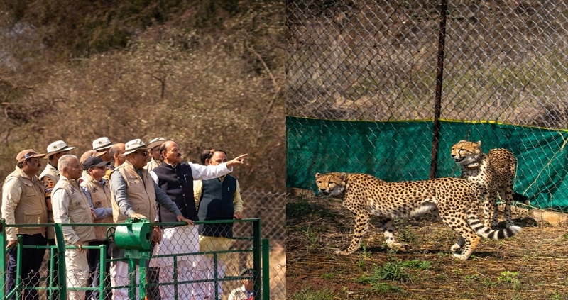 बोत्सवाना से लाए गए चीतों को कूनो के बाड़े में रिलीज करने के बाद अवलोकन करते हुए केन्द्रीय मंत्री भूपेन्द्र यादव