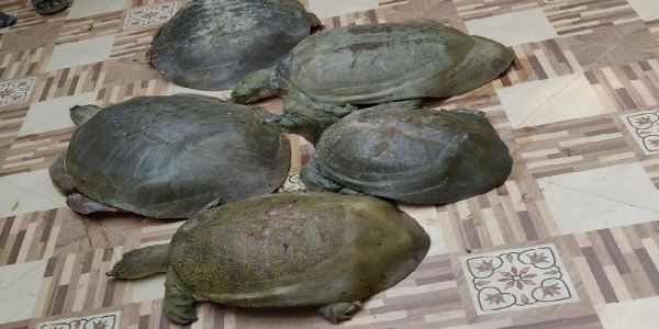 दुर्लभ प्रतिबंधित कछुए (प्रतीकात्मक) दुर्लभ प्रतिबंधित कछुए (प्रतीकात्मक)