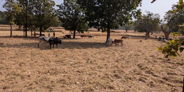 जशपुर : ऑपरेशन शंखनाद के तहत तीन दिनों में 74 गौवंश तस्करों से मुक्त, दो आरोपी गिरफ्तार