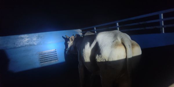 पुलिस मुठभेड़ में गौकशी गिरोह के दो सदस्य घायल